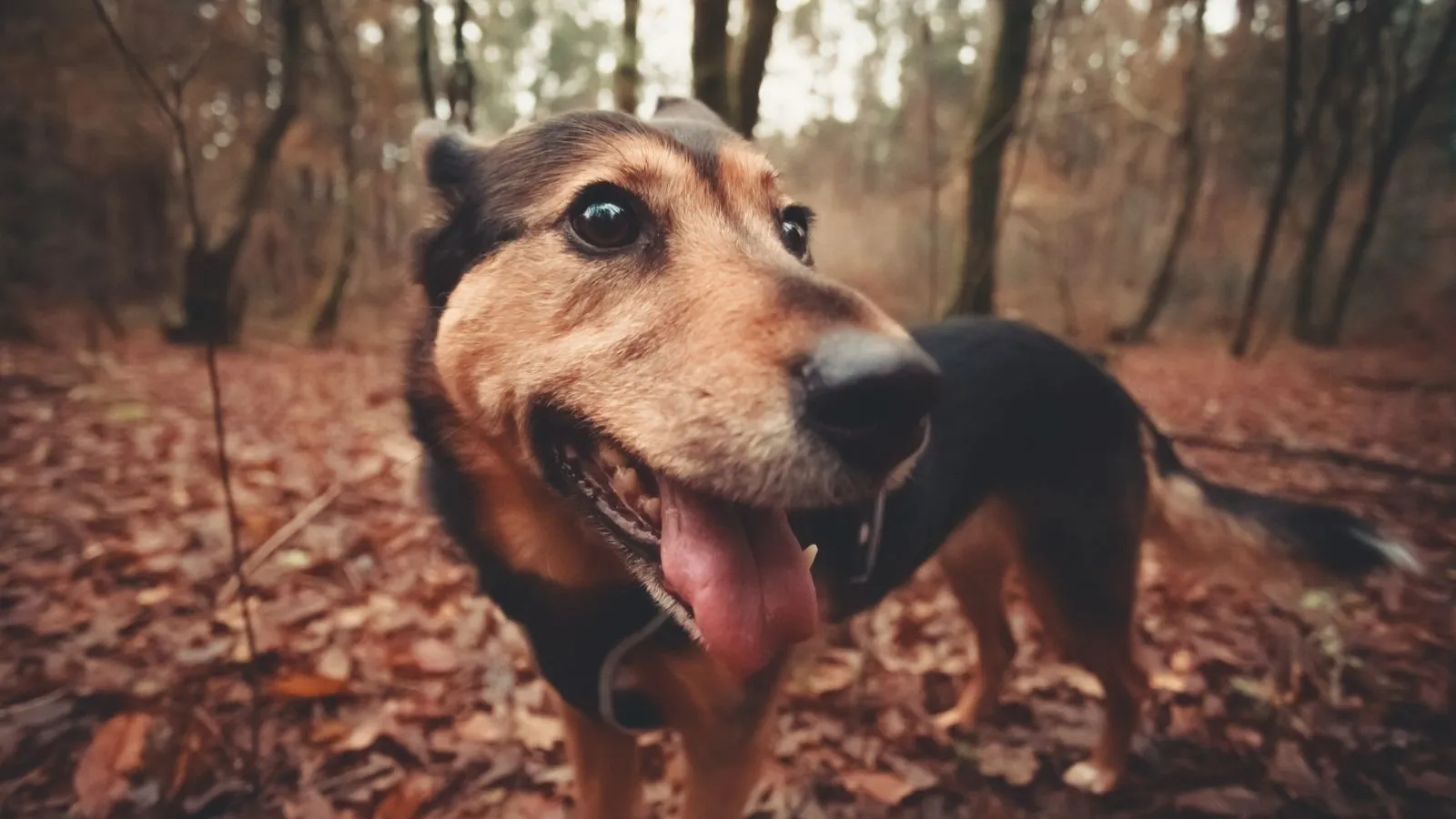 Happy dog exploring Ozark forest trails